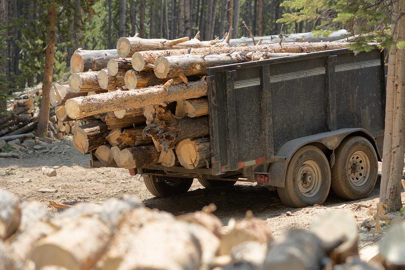 Stacked pine firewood