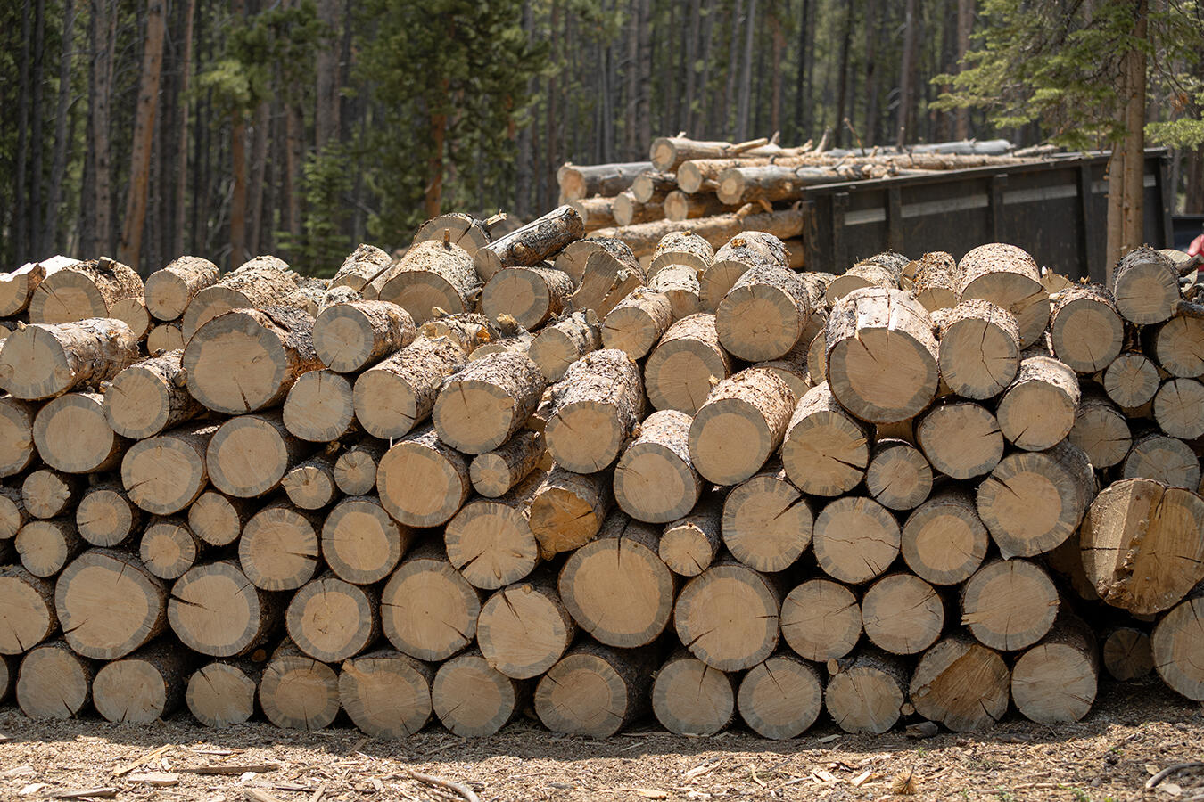 Split firewood logs